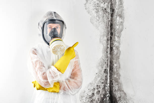 Why You Should Choose Our Mold Remediation Services in New Fairview, TX